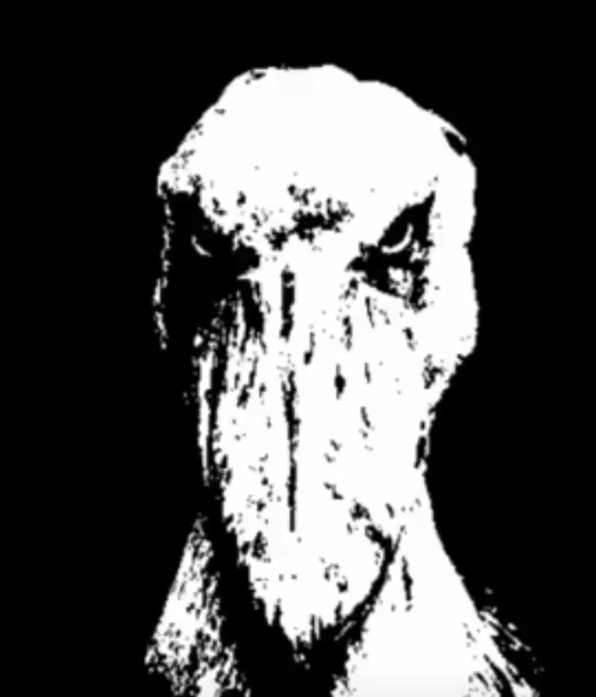 bird